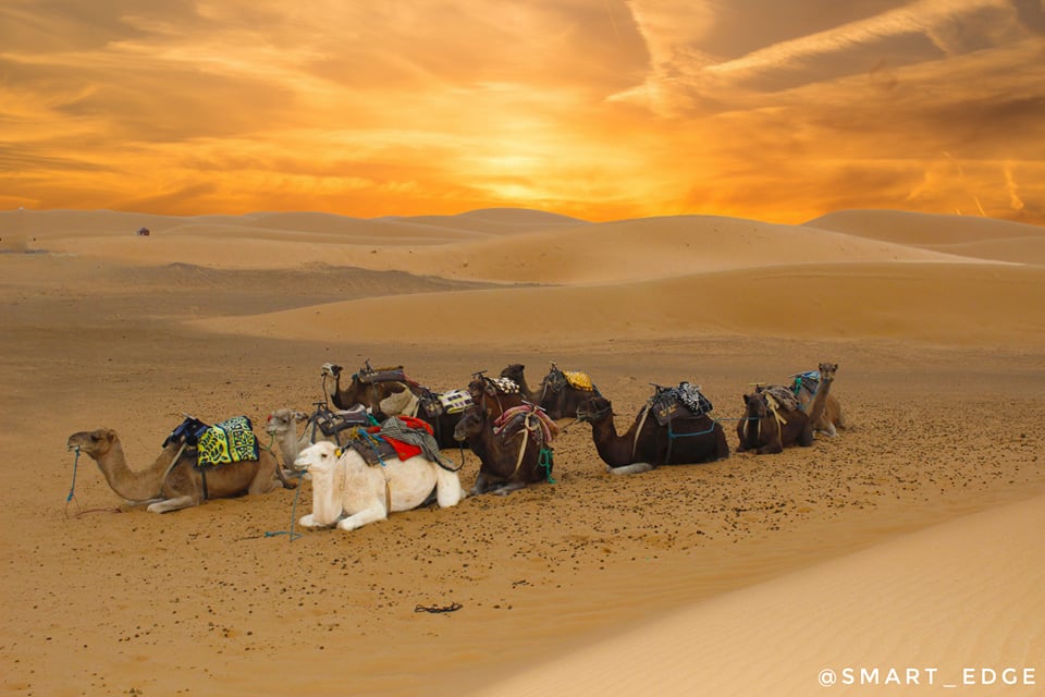 Odoo • Texte et Image